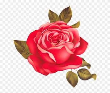 Garden Roses Centifolia Roses Beach Rose Red - Rose