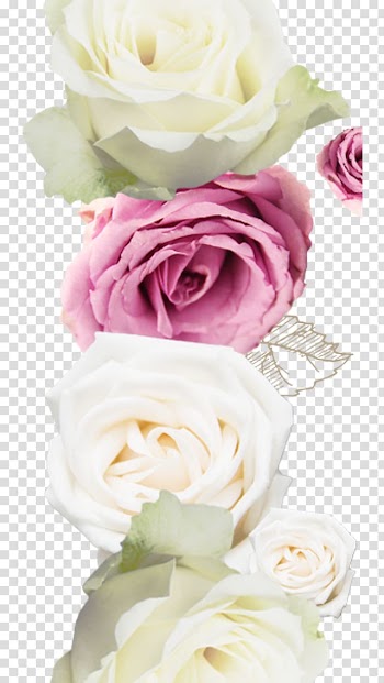 Garden roses Centifolia roses Beach rose, Red Rose White Rose transparent background PNG clipart