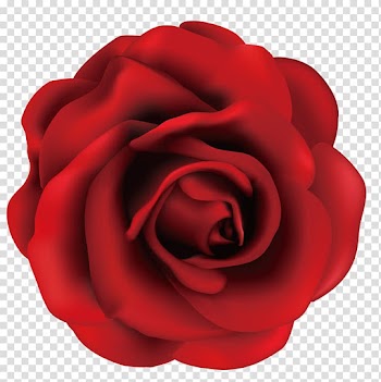Garden roses Centifolia roses Beach rose Rosa gallica, Fine red rose transparent background PNG clipart