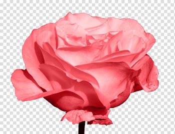 Garden roses Centifolia roses Beach rose , Rose free transparent background PNG clipart