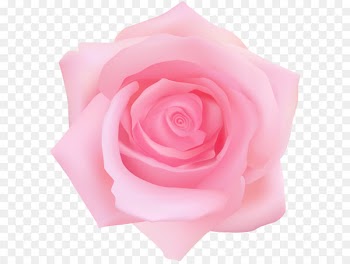 Garden roses Centifolia roses Clip art - Pink Rose Transparent Clip Art 