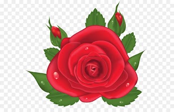 Garden roses Centifolia roses Clip art - Red Rose PNG Picture Clipart 
