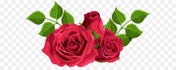 Garden roses Centifolia roses Clip art - Red Roses Decorative PNG Clip Art Image 