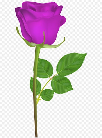 Garden roses Centifolia roses Clip art - Rose with Stem Purple PNG Clip Art Image 