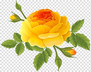 Garden roses Centifolia roses Cruz Ramirez , Orange Rose with Buds transparent background PNG clipart