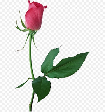 Garden roses Centifolia roses Cut flowers Floral design Leaf - Large Pink Rose Bud PNG Clipart 