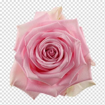 Garden roses Centifolia roses Cut flowers Pink, flower transparent background PNG clipart