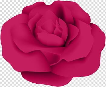 Garden roses Centifolia roses , Dark Pink Rose transparent background PNG clipart