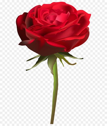 Garden roses Centifolia roses Floral design Cut flowers Flower bouquet - Beautiful Red Rose PNG Clip Art Image 