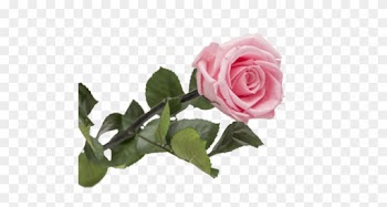 Garden Roses Centifolia Roses Floribunda Cut Flowers - Rose Éternelle Blanche