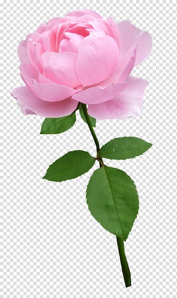 Garden roses Centifolia roses Floribunda Flower, flower transparent background PNG clipart