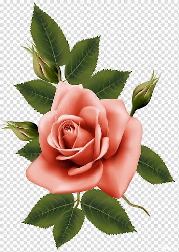 Garden roses Centifolia roses Flower, beautiful roses transparent background PNG clipart