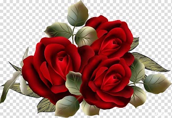 Garden roses Centifolia roses Flower , beautiful roses transparent background PNG clipart