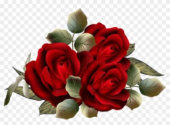 Garden Roses Centifolia Roses Flower Clip Art - Garden Roses