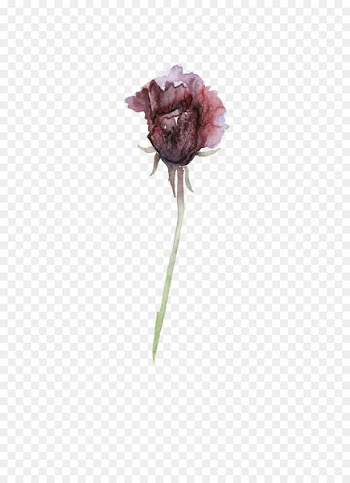 Garden roses Centifolia roses Flower Darkness - Dark Flower 