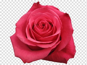 Garden roses Centifolia roses Flower Floribunda, rose petals transparent background PNG clipart