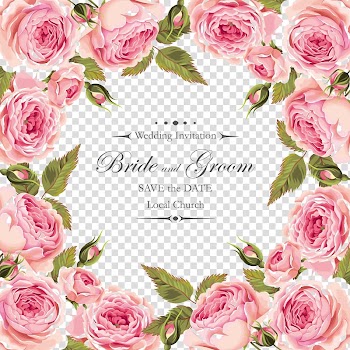 Garden roses Centifolia roses Flower Pink Floribunda, Creative, pink-and-white roses illustration transparent background PNG clipart