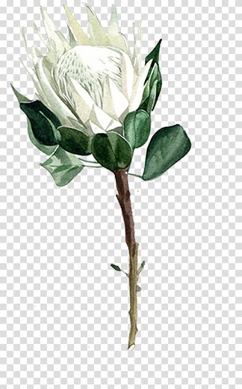 Garden roses Centifolia roses Flower, White roses transparent background PNG clipart