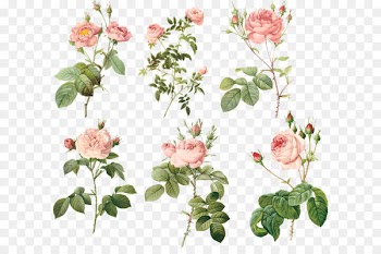 Garden roses Centifolia roses MacBook Air Floral design Flowerpot - Pink flowers 