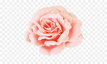 Garden roses Centifolia roses Photography Pink - others 