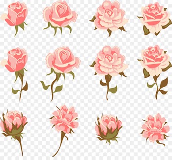 Garden roses Centifolia roses Pink Flower Vintage clothing - Romantic pink roses 