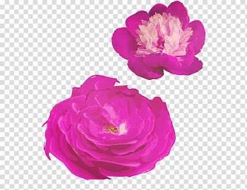 Garden roses Centifolia roses Purple, Purple bud transparent background PNG clipart