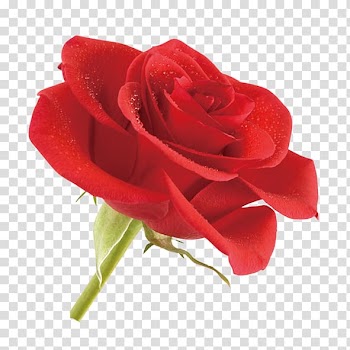 Garden roses Centifolia roses Rosa chinensis Beach rose Floribunda, Red Rose transparent background PNG clipart
