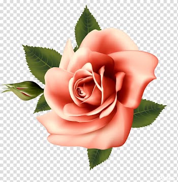 Garden roses Centifolia roses Rosa chinensis Floribunda Flower, beautiful roses transparent background PNG clipart