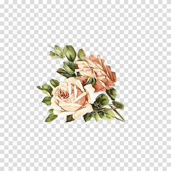 Garden roses Centifolia roses Rosa chinensis Pink, Watercolor rose flower transparent background PNG clipart