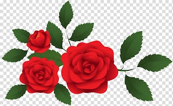 Garden roses Centifolia roses , rose decoration transparent background PNG clipart
