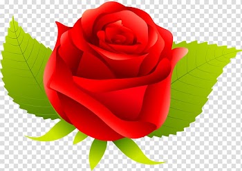 Garden roses China rose Cabbage rose Floribunda French rose, flower transparent background PNG clipart