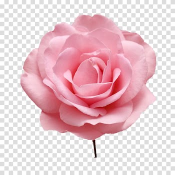 Garden roses China rose Peony Drawing Watercolor painting, peony transparent background PNG clipart