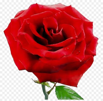 Garden roses Clip art Beach rose Image Photography -  