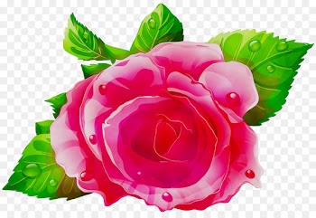 Garden roses Clip art Cabbage rose Portable Network Graphics Illustration -  