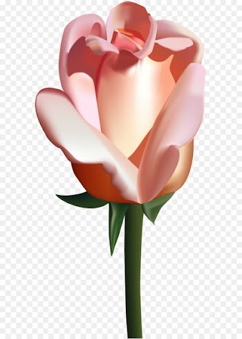 Garden roses Clip art - Peach Rose PNG Clip Art Image 