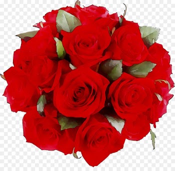Garden roses Clip art Portable Network Graphics Flower Image -  