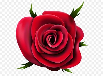 Garden roses Clip art - Transparent Rose PNG Clip Art 