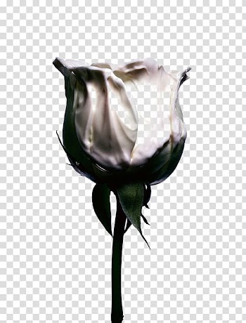 Garden roses Cosmetics Flower Magazine, White Rose transparent background PNG clipart