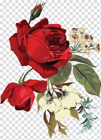 Garden roses Cut flowers Centifolia roses, beautiful roses invitation transparent background PNG clipart
