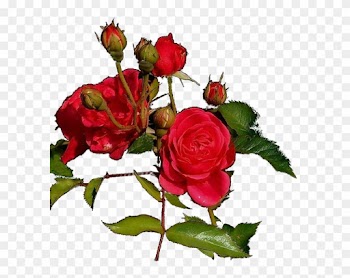 Garden Roses Cut Flowers Clip Art - Garden Roses