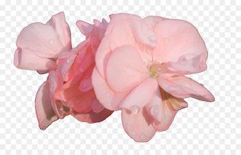 Garden roses Cut flowers .com - others 