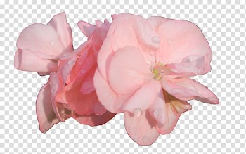 Garden roses Cut flowers .com, others transparent background PNG clipart