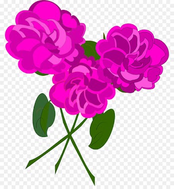 Garden roses Cut flowers Floral design - baer poster 