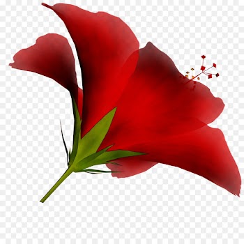 Garden roses Cut flowers Jersey lily Plant stem -  