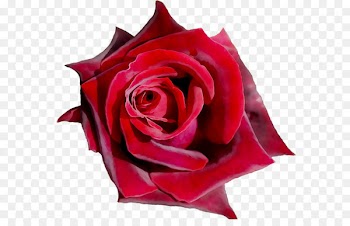 Garden roses Cut flowers Petal -  