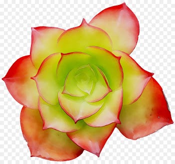 Garden roses Cut flowers Petal -  
