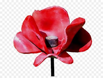 Garden roses Cut flowers Petal -  