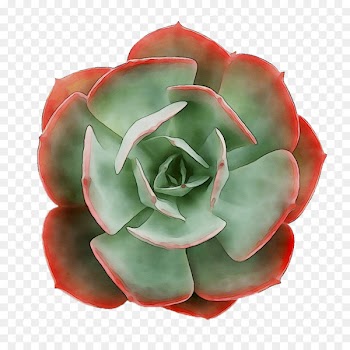 Garden roses Cut flowers Petal -  
