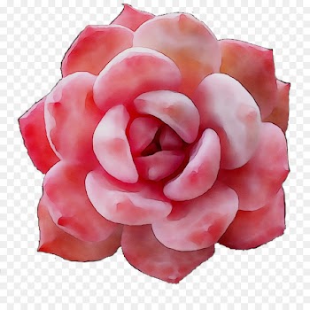 Garden roses Cut flowers Petal -  