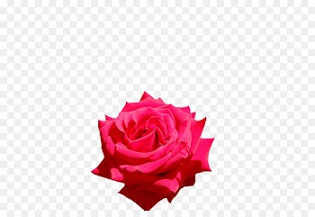 Garden roses Cut flowers Petal - rose bloom 